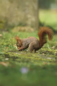 Red squirrel - digging