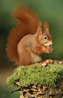 Duncan Usher Artwork Drucke: Red Squirrel Eating nut