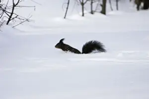 M Watson Photography Drucke: Red Squirrel - jumping through snow