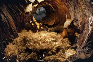 Nature Photography Prints Drucke: Red Squirrel - on nest in hole