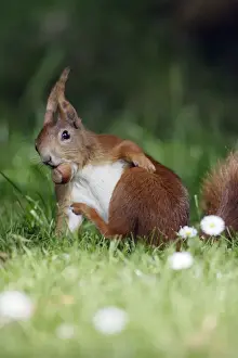 Sciurus Vulgaris Images Drucke: Red Squirrel - Scratching itself, collecting nuts in garden Lower Saxony, Germany