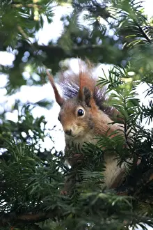 M Watson Wildlife Photographer Drucke: Red squirrel - in tree