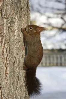 M Watson Photography Drucke: Red Squirrel - on tree trunk