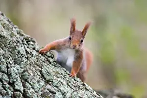 Red Squirrel UK Drucke: Red Squirrel - on tree trunk - UK