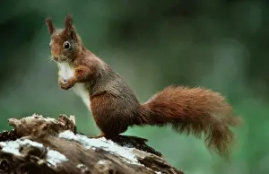 Personal Use Only Prints Available Drucke: Red Squirrel in winter, standing upright
