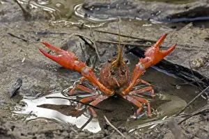 Rotswammschreck (Krebsart), Verteidigungsvorstellung, wichtiger Nahrungsquelle, kommerziell gefangenstellt, ursprünglich aus dem Südosten der USA , weit verbreitet in anderen Ländern - Louisiana