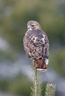 Drucke von JZ-2031 Rotfederhuhn - Erwachsenes Buteo jamaicensis Verteilung: Alaska und nördliches Kanada bis Panama und den Westindischen Inseln Rotschwanzbussard Drucke: Rotkehlwürger (Erwachsene)