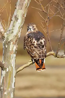 Drucke von JZ-2460 Rotfuchs Falken - Erwachsene, USA Buteo jamaicensis Jim Zipp Beachten Sie bitte, dass die Drucke nur für persönliche Anzeigezwecke gedacht sind und nicht reproduziert werden dürfen Rotschwanzbussard Drucke: Rotkehlwürger (Erwachsene)
