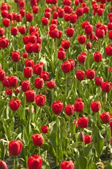 Jean Michel Labat Prints Drucke: Red Tulips