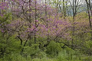 Native American Plants Drucke: Redbud Tree - Native to much of Eastern and Central U