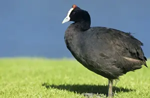 Drucke von WAT-9957 Rotkragenkoot Fulica cristata M. Watson Bitte beachten Sie, dass Drucke nur für persönliche Anzeigezwecke gedacht sind und nicht reproduziert werden dürfen Bilder Datiert 2006 August: Rotkragenbeutelmeise