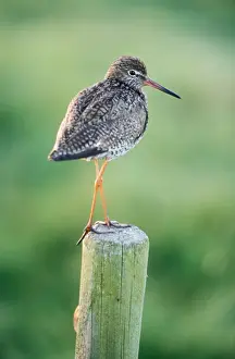 Johan De Meester Artwork Drucke: Redshank Bird