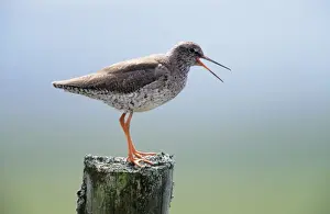 Personal Use Only Prints Drucke: Redshank - calling from post