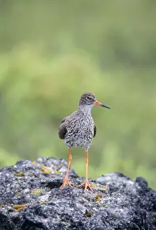 Personal Display Art Prints Drucke: Redshank - on rock
