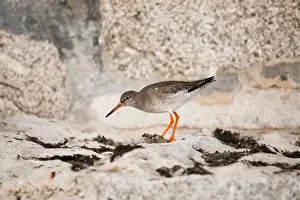 Common Redshank Species Drucke: Redshank - UK
