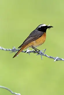 Redstart