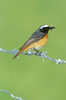 Wildlife Art Prints Online Drucke: Redstart - with insect in beak