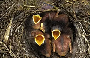 Bird In Nest Drucke: Redstart - young in nest