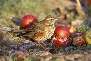 John Daniels Wildlife Images Drucke: Redwing