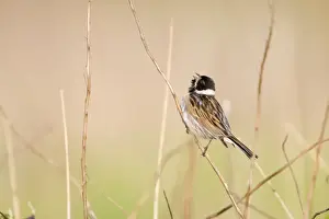 British Bird Species Pictures Drucke: Reed Bunting