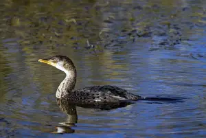 Eastern Cape Wildlife Images Drucke: Reed / Long-tailed Cormorant. Andries Vosloo Kudu Reserve - nr Grahamstown - Eastern Cape - South Africa