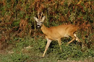 Roe Deer Germany Drucke: Rehbock