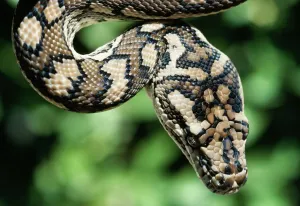 Reptilien Drucke: Bodenpython