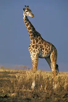 Jean Michel Labat Images Drucke: Reticulated Giraffe