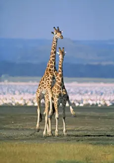Giraffenhirsch mit Rötung (oder) Verhältnis