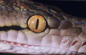 Close Up Snake Photos Drucke: Reticulated Python - close-up of eye& sensory pits. South East Asia