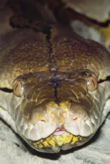 Wildlife Snakes Drucke: Reticulated Python - close-up showing heat-sensitive pits / membrane
