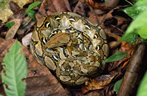 Wildlife Photography Borneo Drucke: Reticulated Python Kinabatangan river, Borneo