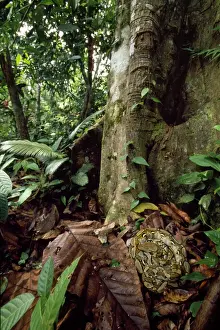 Krocodilier-Python des Kinabatang-Flusses, Borneo