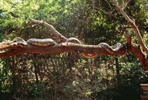 Reticulated Python Drucke: Reticulated Python - longest snake in the world