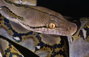 Snake Photography Drucke: Reticulated Python - showing heat sensory pits