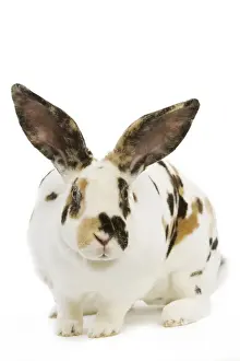 Ardea Wildlife Pets Environment Prints Drucke: Rex tricolor Rabbit