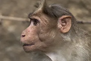 Rheinmäuse oder Affe - Näherung zu einem Kopfgebild. Fundiert von Afghanistán bis Indien nach Nordthailand. Der Name wurde ihnen gegeben, weil sie das ererbte Blutantigen Rh-Faktor auch im Menschen finden