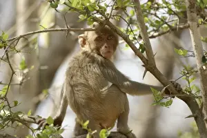 Indian Subcontinent Animals Drucke: Rhesus Macaque Monkey - sitting in tree