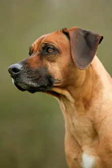 Jean Michel Labat Photography Drucke: Rhodesian Ridgeback