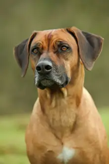 Drucke von LA 2976 Rhodesische Ridgeback Jean-Michel Labat Bitte beachten Sie, dass Drucke nur für persönliche Anzeigezwecke gedacht sind und irgendeine Nachahmung nicht erlaubt ist Jagdhund Drucke: Rhodesische Riesenhund