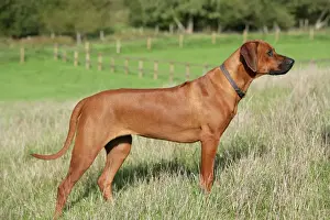 Drucke von JD-18676 Rottweiler Hund John Daniels Bitte beachten Sie, dass Drucke nur für persönliche Anzeigezwecke gedacht sind und je nach Fall nicht wiedergegeben werden dürfen Rhodesian Ridgeback Drucke: Rhodesischer Riesenrückschlag-Hund