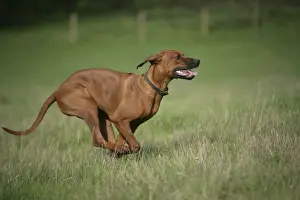 Dog Breed Photography Art Drucke: Rhodesian Ridgeback dog running
