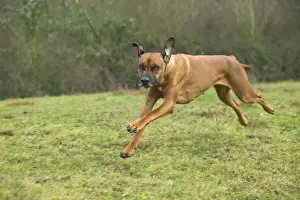 Rhodesische Riesenhundlauf