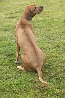 Dog Sitting Images Drucke: Rhodesian Ridgeback - sitting