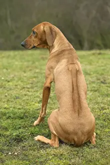 Personal Use Pet Prints Online Drucke: Rhodesian Ridgeback - sitting, back view
