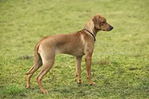 Jean Michel Labat Art Prints Drucke: Rhodesian Ridgeback - young