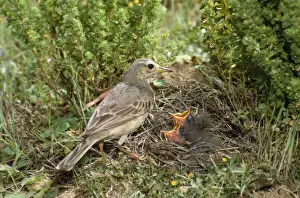 New Zealand Native Birds Drucke: Richard's Pipit