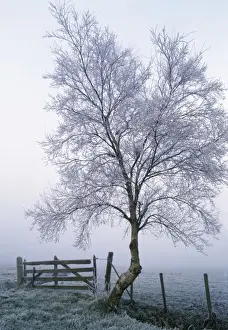 Paul Van Gaalen Artwork Drucke: Rimed Tree