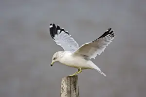 Wildlife Prints For Home Decor Drucke: Ring-billed Gull