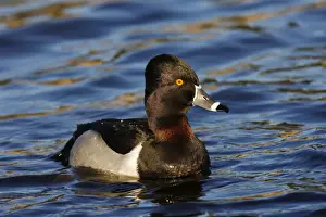 Jim Zipp Wildlife Photography Drucke: Ring-necked Duck